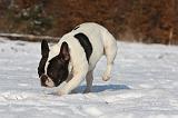 BOULEDOGUE FRANCAIS 981